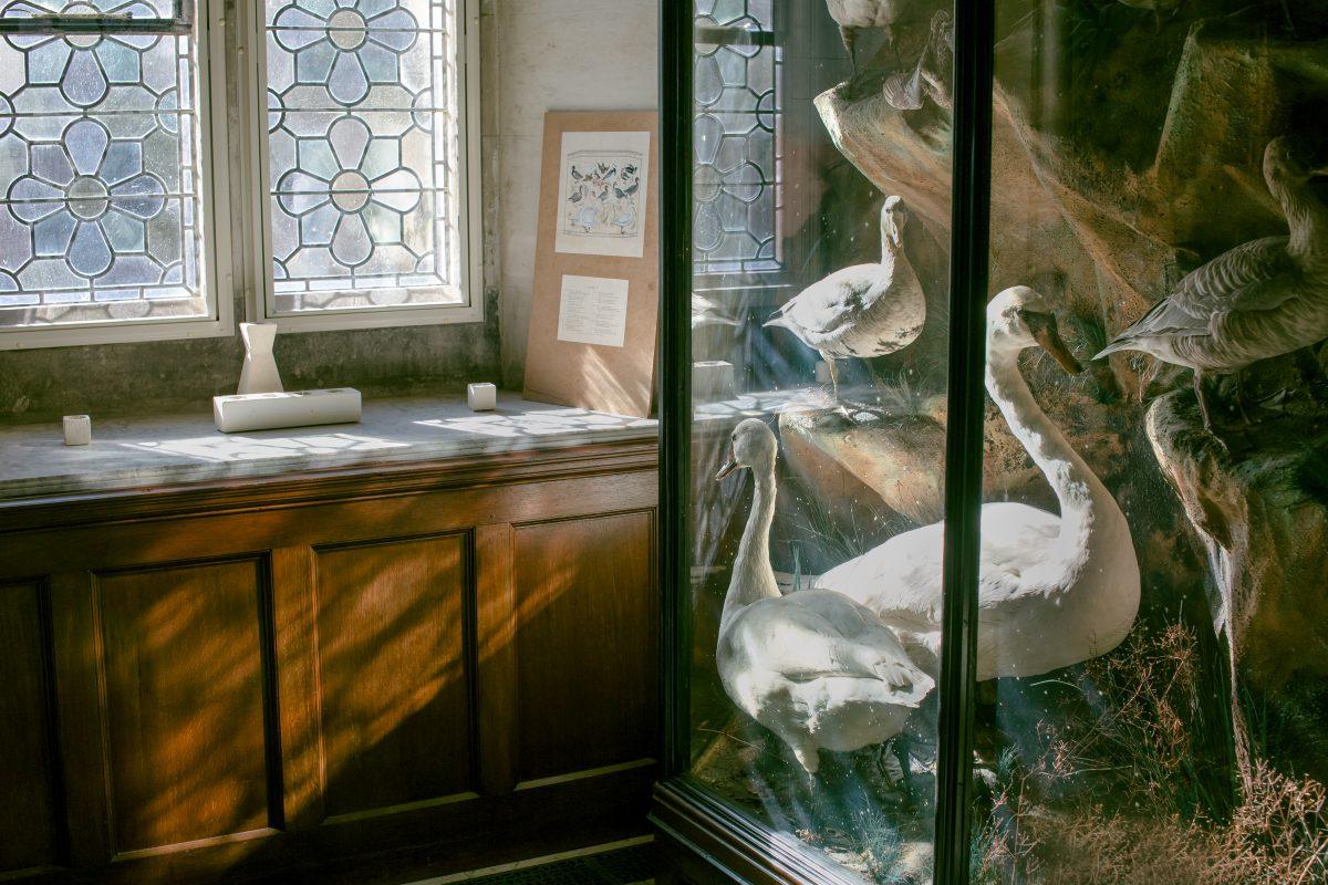 Taxidermy collection illuminated by window light at a listed building in Dorset.