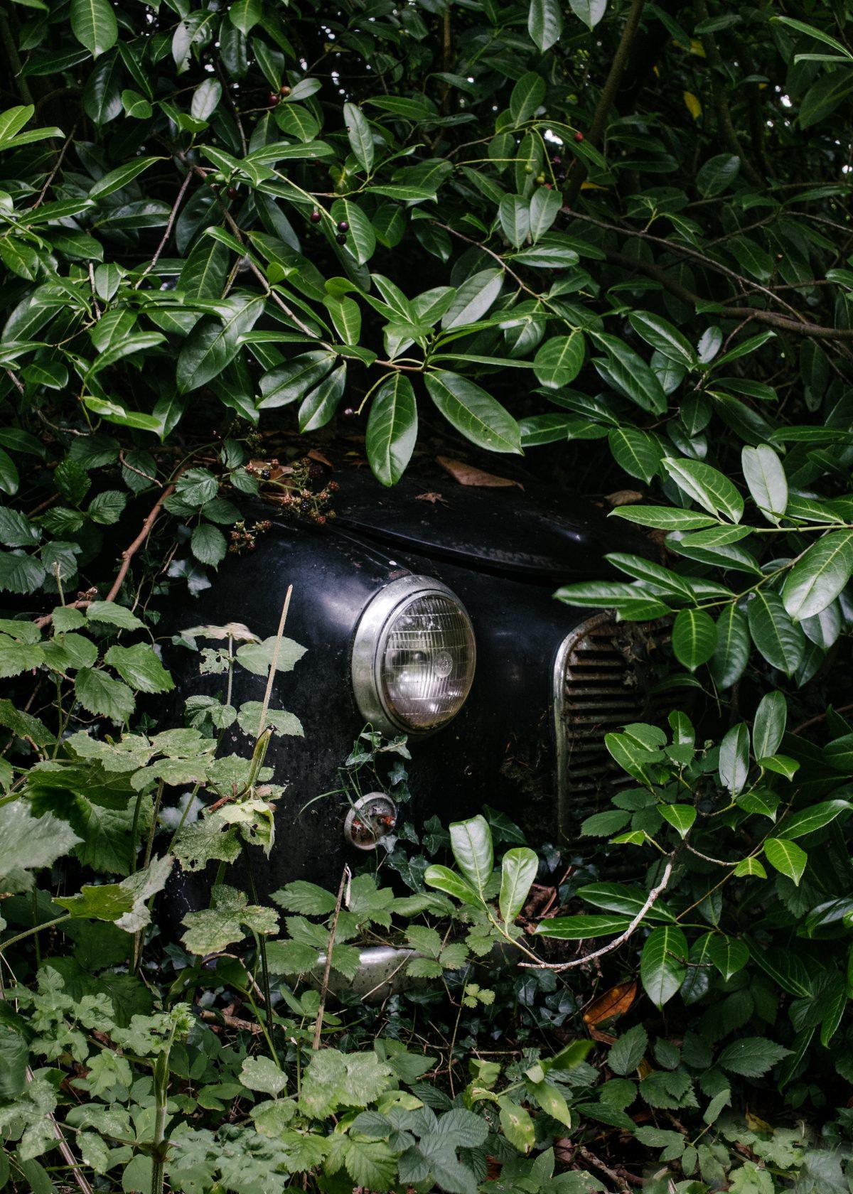 A photo of an old car in the bushes. Somewhere in Cornwall.