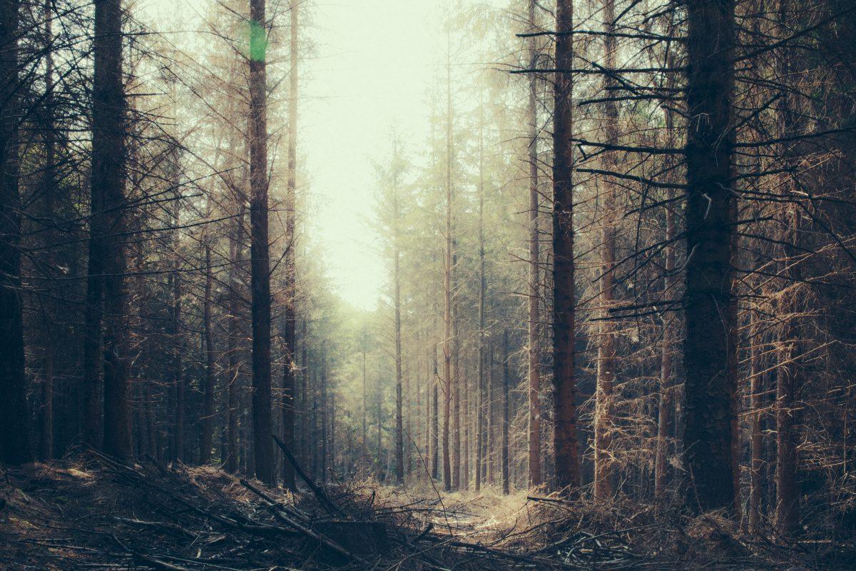 A clearing in the trees in a woods somewhere near Honiton, Devon.