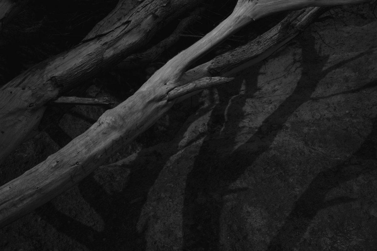 A fallen tree on Praa Sands beach in Cornwall. Photographed in low evening light