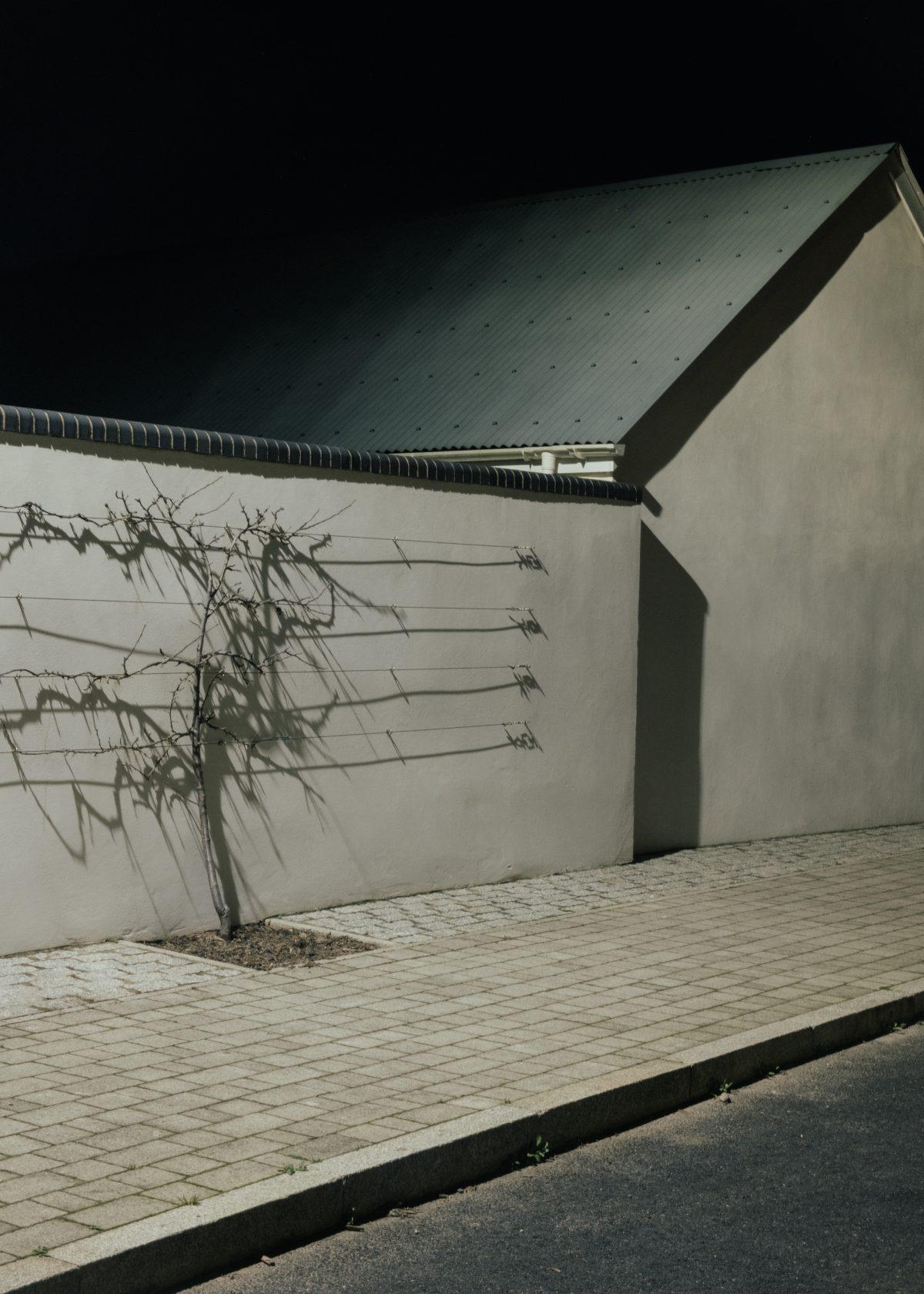 A plant photographed at night. Nansledan, Newquay, Cornwall.