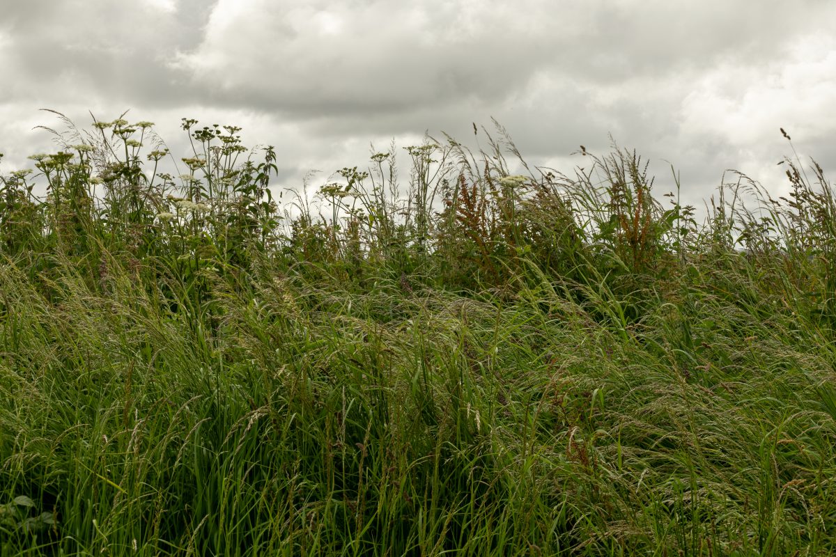 Green space. Nansledan, Newquay, Cornwall