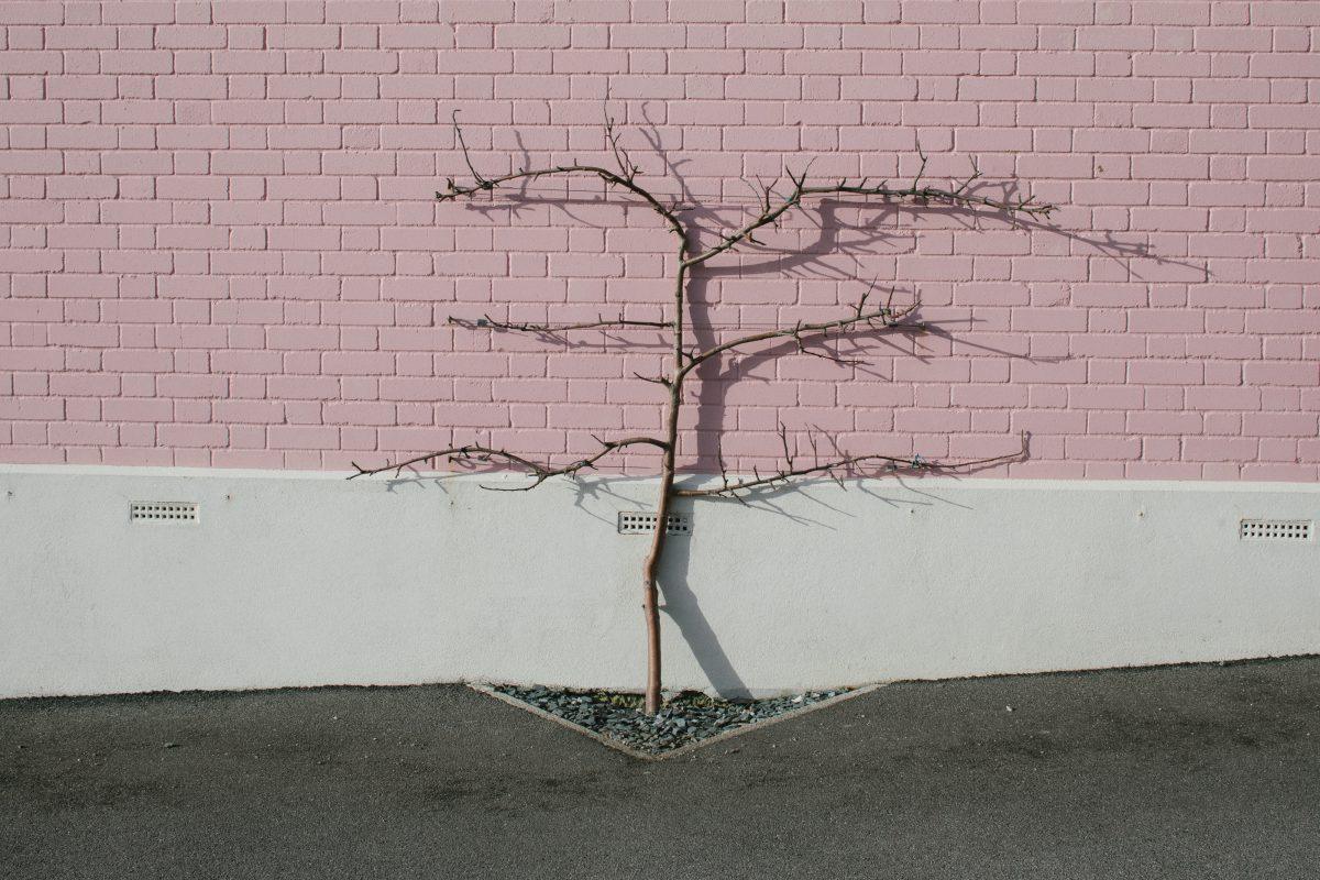 A plant growing up against a pink brick wall in Nansledan, Newquay