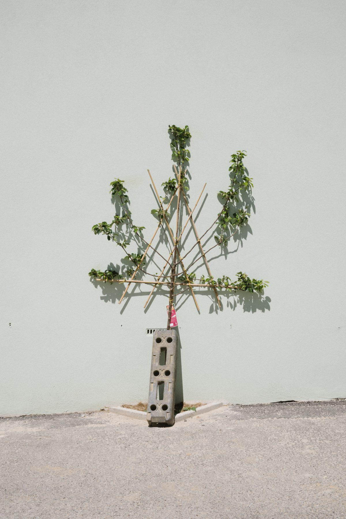 A plant against a brick wall in Nansledan, Cornwall