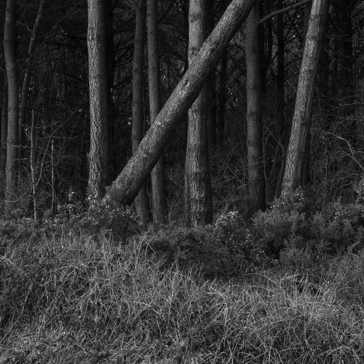 A black and white image of a falling tree. Taken in Cornwall.