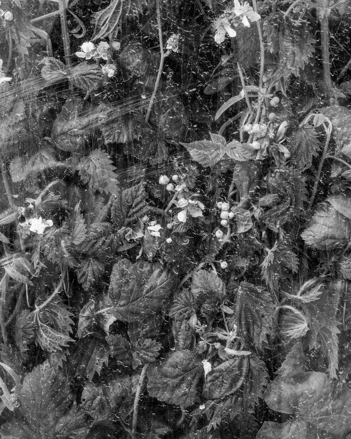 A detailed view of nettles and various other plants growing up against and through a bus stop in Dorset.